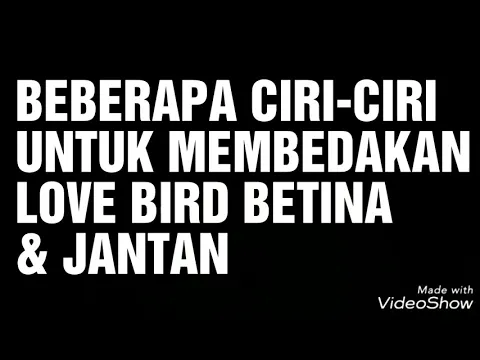 Download MP3 CARA MEMBEDAKAN LOVE BIRD JANTAN & BETINA