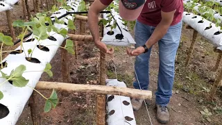 Produção de MORANGO SEMI-HIDROPÔNICO ● CONSTRUÇÃO DA ESTUFA.