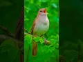 Download Lagu The Nightingale's Song – Real Birdsong for Sleep, Focus \u0026 Calm | No Music, Just Nature