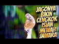 Download Lagu BLACKTHROAT GACOR SUARA JERNIH UNTUK MASTERAN KENARI PAUD CALON MAHAL