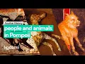 Download Lagu Another History: people and animals in Pompeii