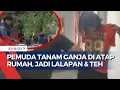 Lagu 2 Pemuda di Mataram NTB Tanam Ganja di Atap Rumah, Sebut Konsumsi Pribadi: Daun Jadi Lalapan dan Teh