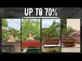 Download Lagu Program Bonsai Sancang dan Anting Putri dengan tahapan HAMPIR  80%