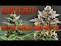 Download Lagu GrowFinale - Späte Blüte, Trichome checken \u0026 Ernte Pink Banana Runtz / Slush Mint Cake Vivosun Setup