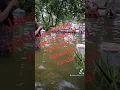 Download Lagu 2022 banjir paling besar di pantai ngebum mororejo kaliwungu Kendal Jawa Tengah
