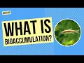 What is Bioaccumulation Writing and Science Activity