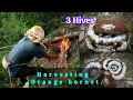 Download Lagu Harvesting Orange Hornet #hornet #nagaland 