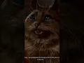 Cats Done Like Devils  #shorts #gamingshorts #baldursgate3 #rpg #pcgaming #gaming