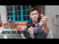 Download Lagu Tutorial Cara Membedakan Burung Prekutut Jantan Dan betina