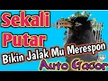 Download Lagu Sekali Putar Masteran JALAK KEBO GACOR Ini.Di Jamin Burung Anda langsung Ngikut Gacor