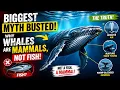 Biggest Myth Busted Why Whales Are Mammals Not Fish