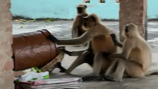 Divyansh Aur Langur Ki Yaari is live