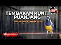 Download Lagu 🔴 Masteran Tembakan Kunti Panjang Materi Cucak Cungkok Gacor Mewah