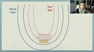 Nephron: Countercurrent Mechanism