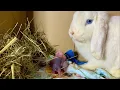 Download Lagu Rabbit giving birth to 5 baby bunnies