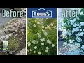 Lowes Clearance White Rose 2yrs Later
