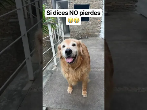 Si dices NO pierdes 🐕🦮