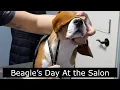 Download Lagu Dog Grooming: Beagle Gets A Show Grooming