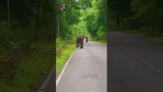 Elephant Chasing