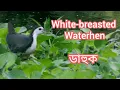 Download Lagu White-breasted Waterhen / The national bird of Maldives