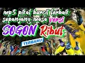 Download Lagu suara pikat burcil sogon ribut terbaru