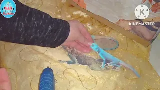 نشاط مدرسي مشروع مجسم سحالي العجمه الزرقاء وتكيف سحالي سيناء مع البيئة 