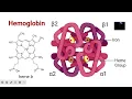 Introduction and Understanding Globin Synthesis