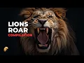 Lions Roar Compilation