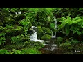 【RELAX WORLD / 4K Gentle mossy valley 】A quiet wind blows, Calm Piano, 苔の渓, 福島, 裏磐梯, クリンソウ