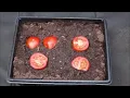 Download Lagu How to Grow Tomato Plants from Store Bought Tomatoes