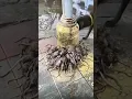 Download Lagu This is what happens to Rats During Rain 💦🐀🐀🐀🐀🐀🐀🐀