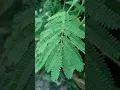 Download Lagu Touch me not plant / Mimosa pudica / Lojjaboti