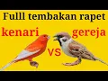 Download Lagu Masteran gereja tarung vs kenari gacor.full tembakan rapet.