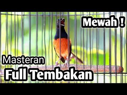 Download MP3 MASTERAN MURAI BATU FULL ISIAN TEMBAKAN CILILIN KENARI KAPAS TEMBAK LOVEBIRD CUNGKOK TENGKEK DLL