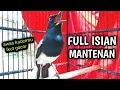 Download Lagu AWAS KACERMU IKUT GACOR NYAUT !! PANCINGAN KACER GACOR ISIAN MANTENAN.