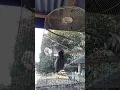 Jalak kebo bisa tertawa
