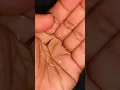 Molly fishes growth stage 1 day to 30 day