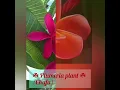 ☘️ #Plumeria plant ☘️ (Chafa)All colours#
