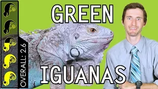 Green Iguana The Best Pet Lizard