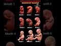 Fetus Development Inside the Womb Month by Month