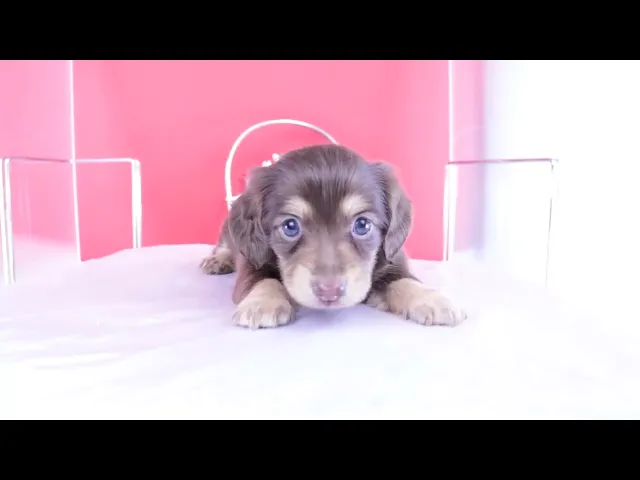 動画