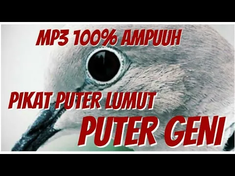 Download MP3 🔴MP3||PIKAT AMPUH PUTER LUMUT/GENI