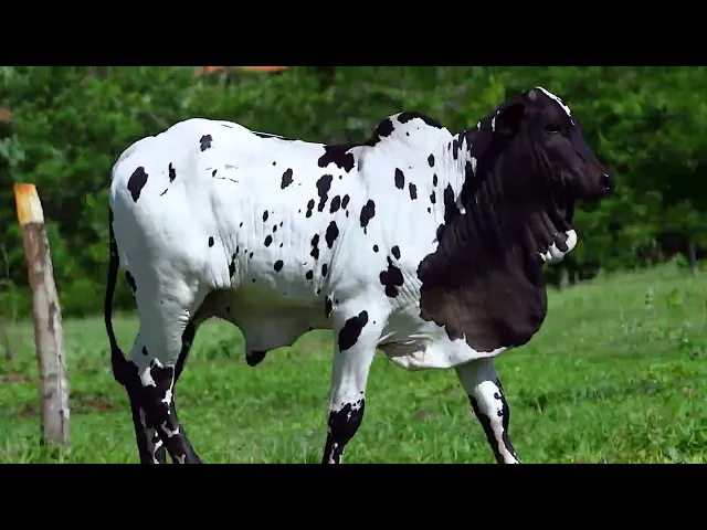 Bezerro Nelore OTPI - 267