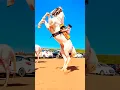 Horse 🐎 video | #horse #horses #ghoda #horseriding #horselover #ytvideo #shortsfeed #dhruhi