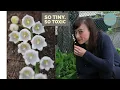 Download Lagu Lelietje-van-dalen - hoe kweek je een Convallaria majalis/giftige/invasieve plant