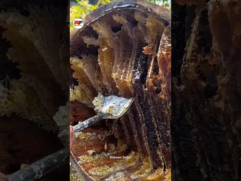 Unique way to farming Honey bee in China ! #honeybee​ #honey​ #china​ #shorts​