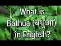 What is Bathua in English Bathua in English