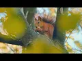 Forest 4K • Nature Relaxation Film • Peaceful Relaxing Music • 4k Video UltraHD
