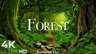 Forest 4K Nature Relaxation Film Peaceful Relaxing Music 4k Video UltraHD 