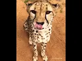 Download Lagu Cheetahs meow 🐆 | Cuties World 🌐